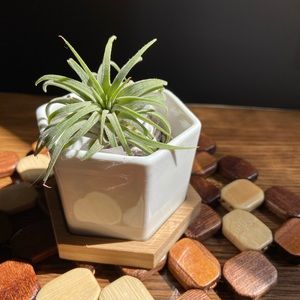 Vintage White ceramic planters